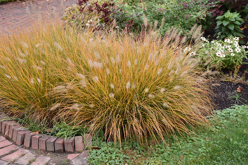 Hameln Dwarf Fountain Grass (Pennisetum alopecuroides 'Hameln') at Plants Unlimited