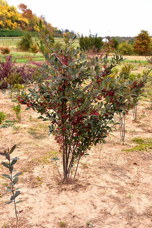Brilliantissima Red Chokeberry (Aronia arbutifolia 'Brilliantissima') at Plants Unlimited