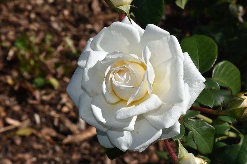 Cloud 10 Rose (Rosa 'Radclean') at Plants Unlimited