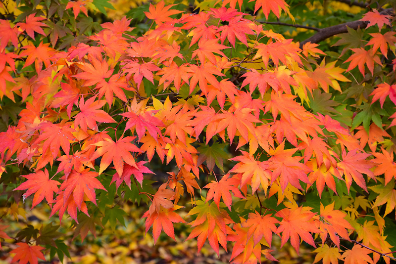 Japanese Maple (Acer palmatum) at Plants Unlimited