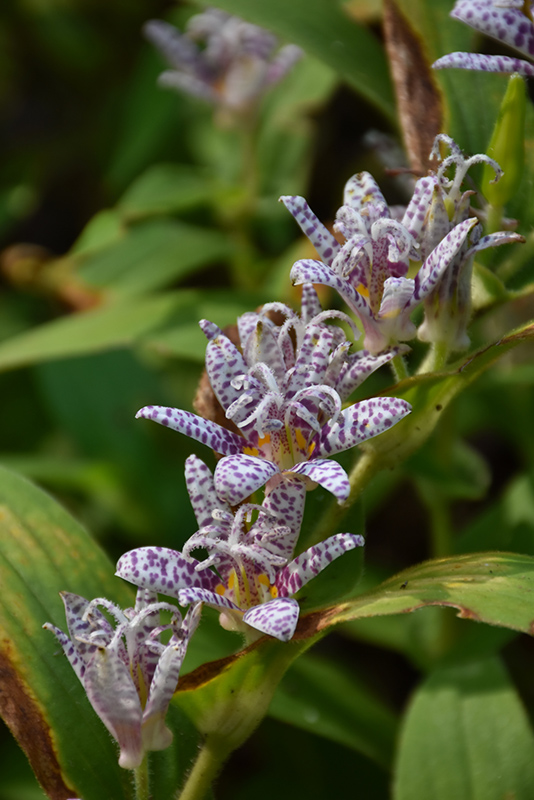 Toad Lily (Tricyrtis hirta) at Plants Unlimited