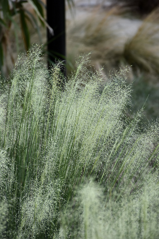 White Cloud Muhly Grass (Muhlenbergia capillaris 'White Cloud') at Plants Unlimited