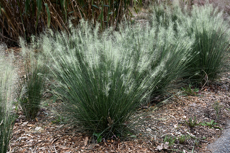 White Cloud Muhly Grass (Muhlenbergia capillaris 'White Cloud') at Plants Unlimited