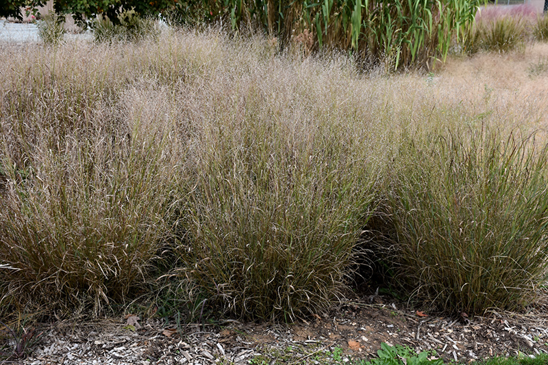 Shenandoah Reed Switch Grass (Panicum virgatum 'Shenandoah') at Plants Unlimited