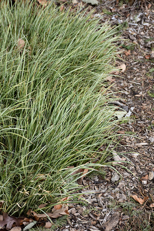 Variegated Grassy-Leaved Sweet Flag (Acorus gramineus 'Variegatus') at Plants Unlimited