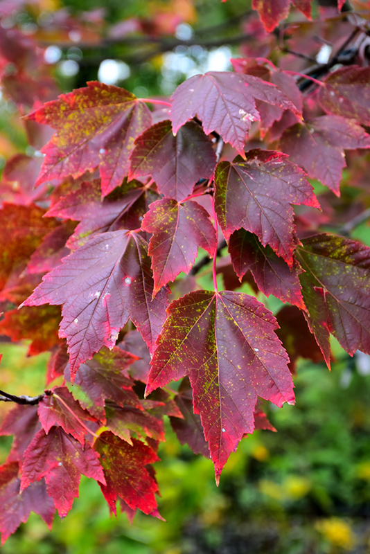 Red Sunset Red Maple (Acer rubrum 'Franksred') at Plants Unlimited