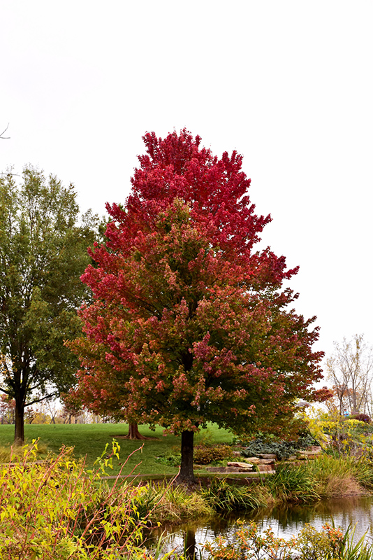 Red Sunset Red Maple (Acer rubrum 'Franksred') at Plants Unlimited