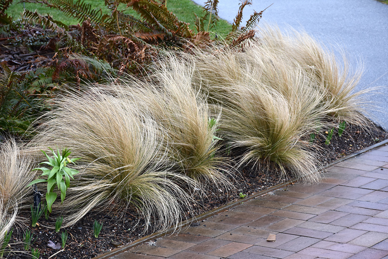 Mexican Feather Grass (Nassella tenuissima) at Plants Unlimited