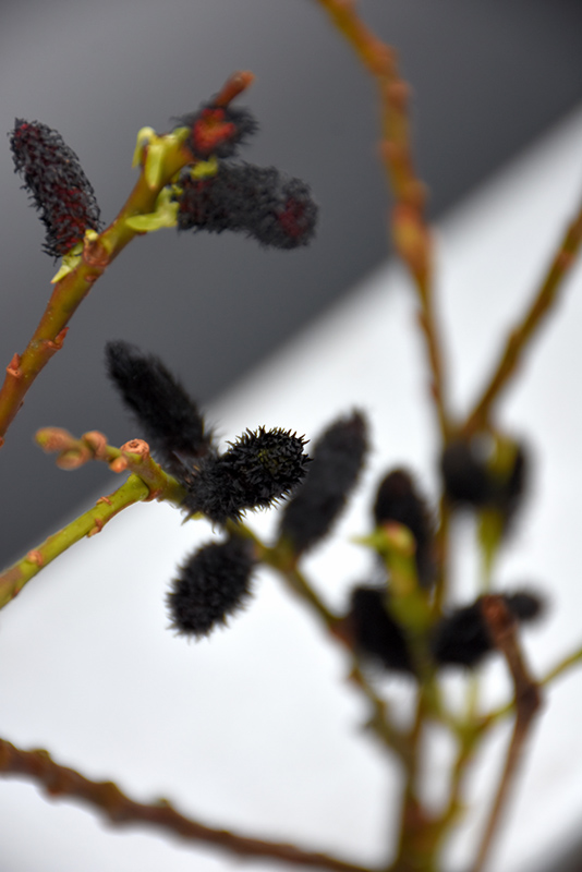Black Pussy Willow (Salix gracilistyla 'Melanostachys') at Plants Unlimited