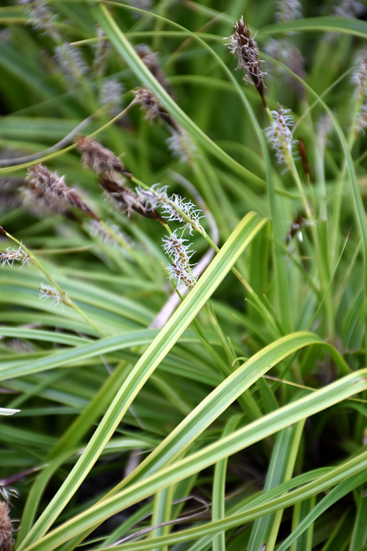EverColor Everlime Japanese Sedge (Carex oshimensis 'Everlime') at Plants Unlimited