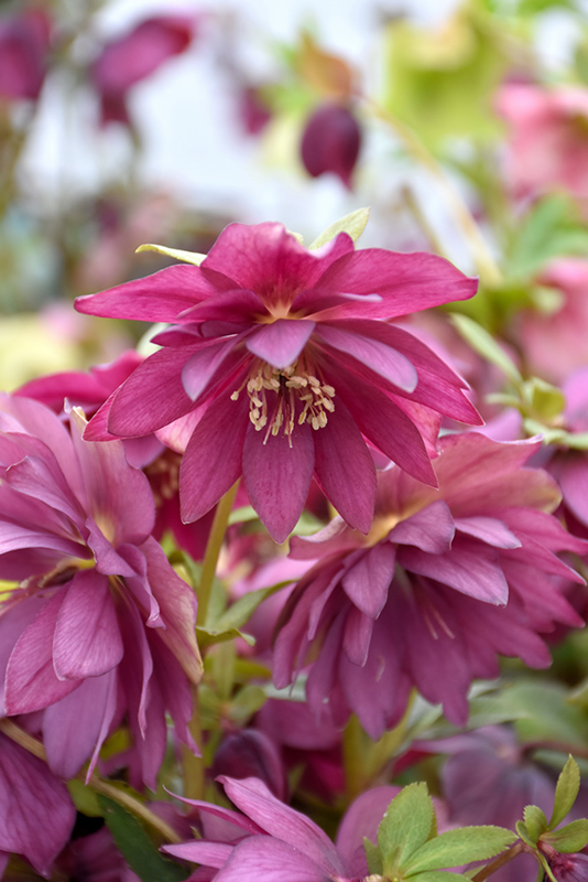 Winter Jewels Red Sapphire Hellebore (Helleborus 'Red Sapphire') at Plants Unlimited
