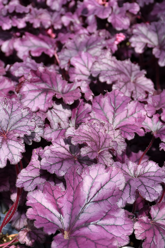 Forever Purple Coral Bells (Heuchera 'Forever Purple') at Plants Unlimited