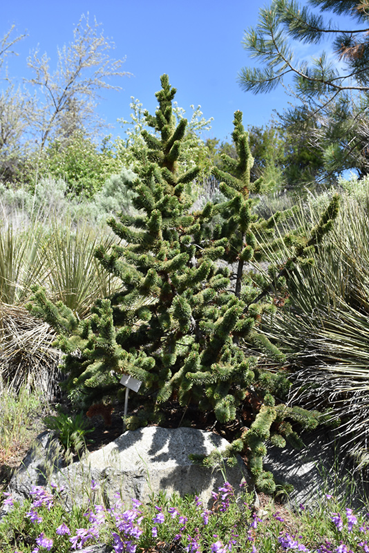 Bristlecone Pine (Pinus aristata) at Plants Unlimited
