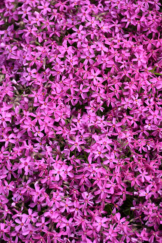 Red Wings Moss Phlox (Phlox subulata 'Red Wings') at Plants Unlimited