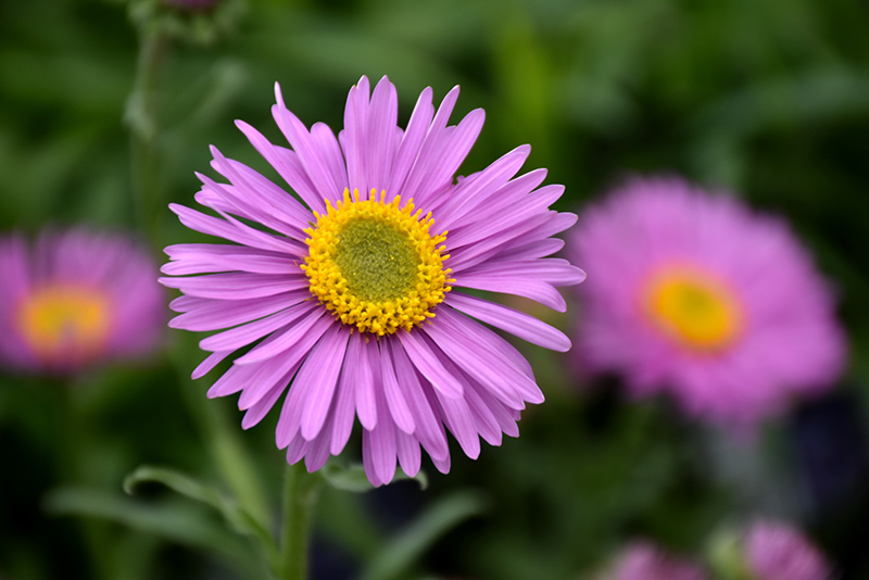 Happy End Alpine Aster (Aster alpinus 'Happy End') at Plants Unlimited