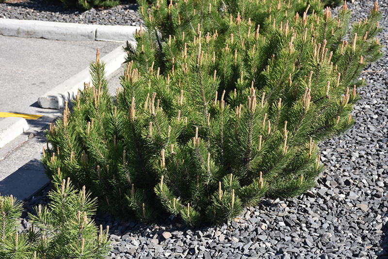 Dwarf Mugo Pine (Pinus mugo var. pumilio) at Plants Unlimited
