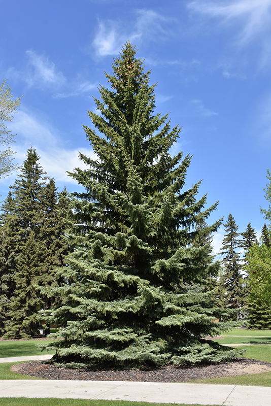 Blue Colorado Spruce (Picea pungens 'var. glauca') at Plants Unlimited