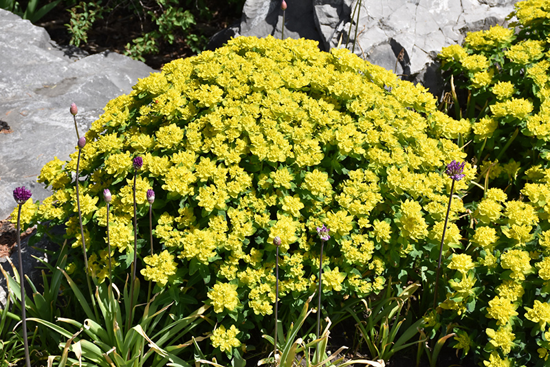 Cushion Spurge (Euphorbia polychroma) at Plants Unlimited