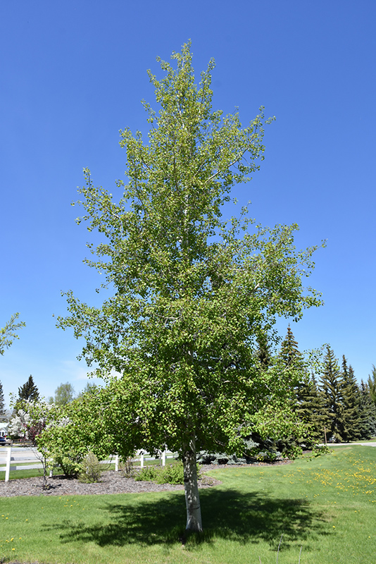Trembling Aspen (Populus tremuloides) at Plants Unlimited