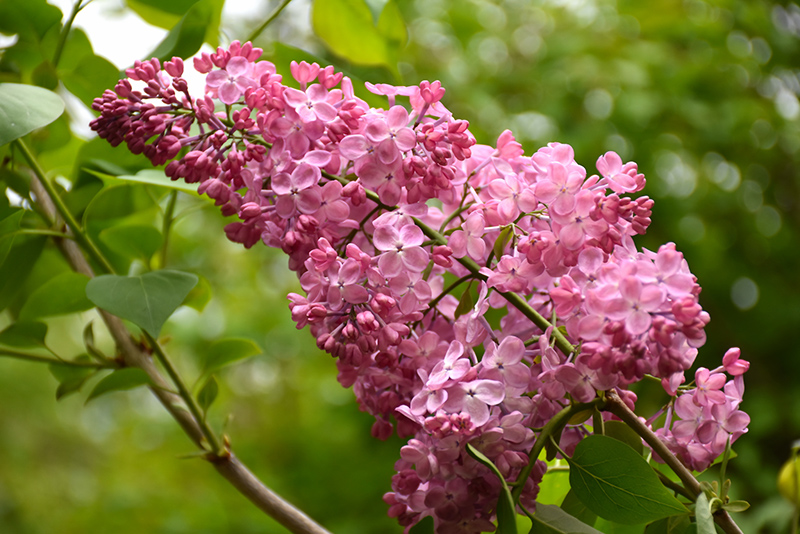 Maiden's Blush Lilac (Syringa x hyacinthiflora 'Maiden's Blush') at Plants Unlimited