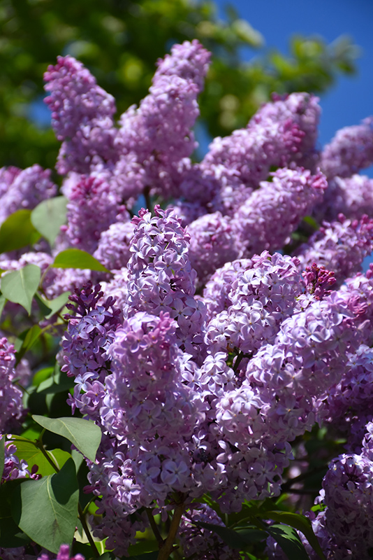 Common Lilac (Syringa vulgaris) at Plants Unlimited