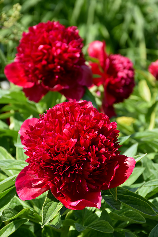 Red Charm Peony (Paeonia 'Red Charm') at Plants Unlimited