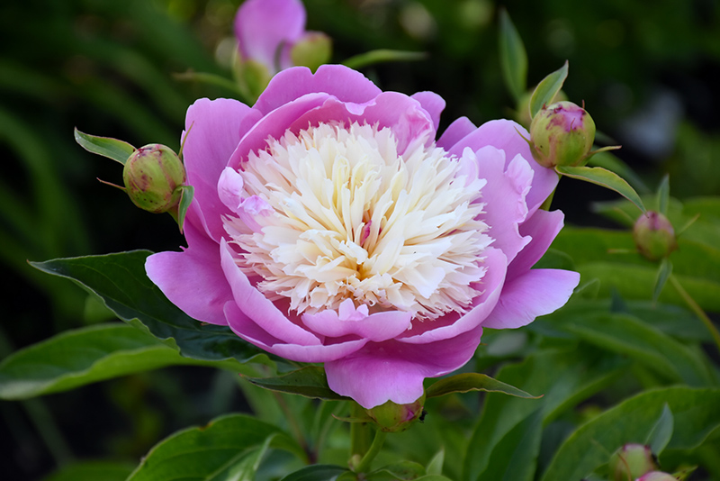 Bowl Of Beauty Peony (Paeonia 'Bowl Of Beauty') at Plants Unlimited