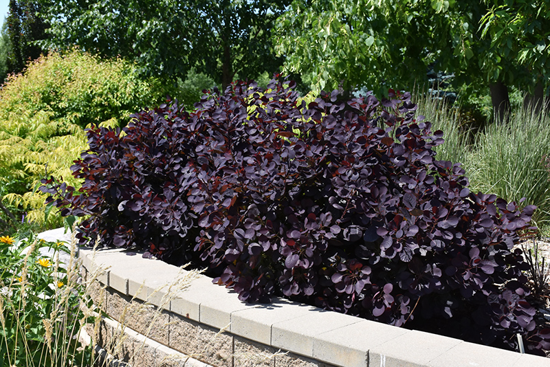 Royal Purple Smokebush (Cotinus coggygria 'Royal Purple') at Plants Unlimited
