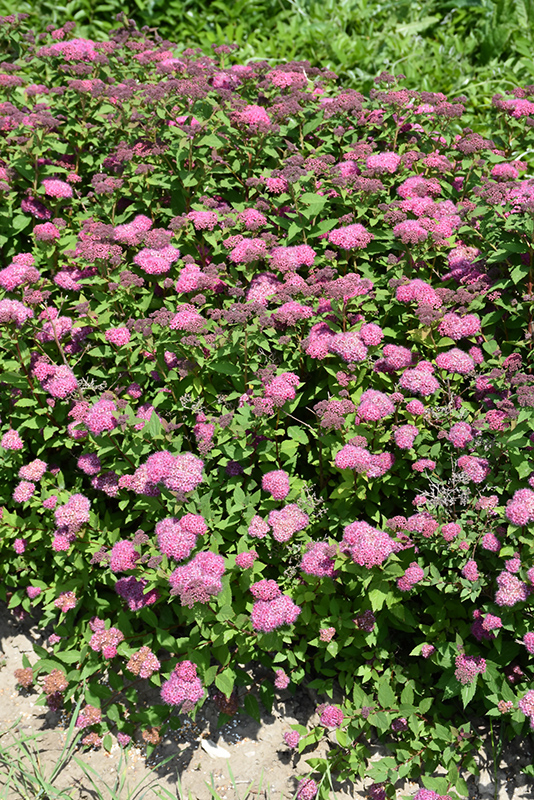 Double Play Artisan Spirea (Spiraea japonica 'Galen') at Plants Unlimited