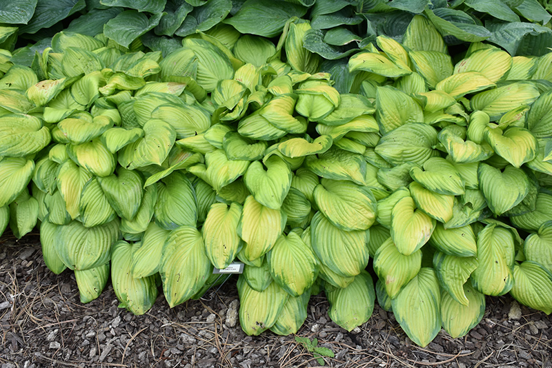 Stained Glass Hosta (Hosta 'Stained Glass') at Plants Unlimited