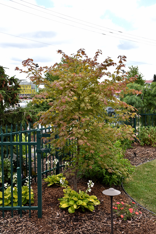 North Wind Japanese Maple (Acer 'IsINW') at Plants Unlimited