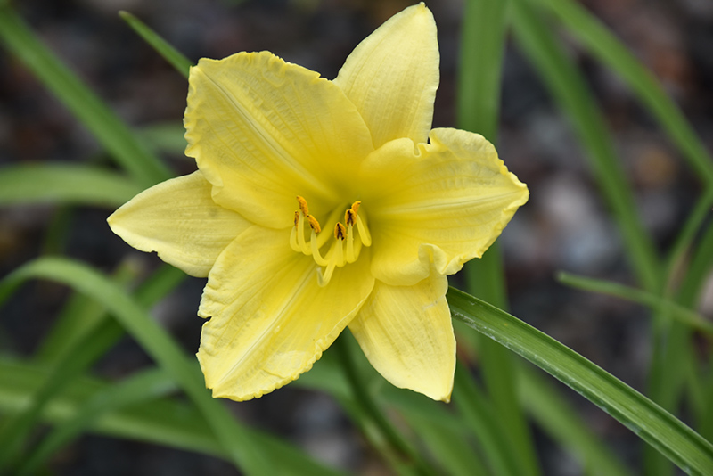 Happy Ever Appster Big Time Happy Daylily (Hemerocallis 'Big Time Happy') at Plants Unlimited