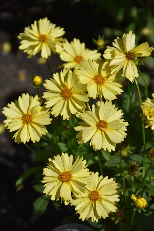 Leading Lady Lauren Tickseed (Coreopsis 'Leading Lady Lauren') at Plants Unlimited