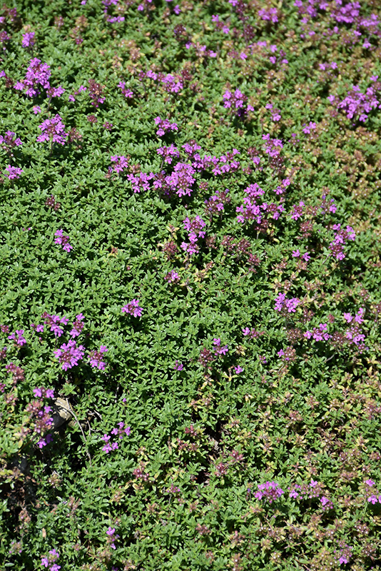 Creeping Thyme (Thymus serpyllum) at Plants Unlimited
