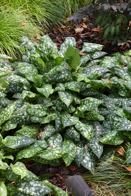 Sissinghurst White Lungwort (Pulmonaria 'Sissinghurst White') at Plants Unlimited