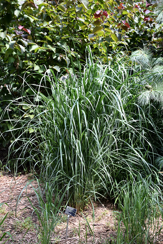 Thundercloud Switch Grass (Panicum virgatum 'Thundercloud') at Plants Unlimited