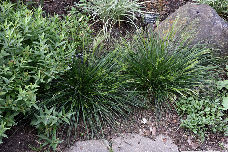 Golden Dew Tufted Hair Grass (Deschampsia cespitosa 'Goldtau') at Plants Unlimited