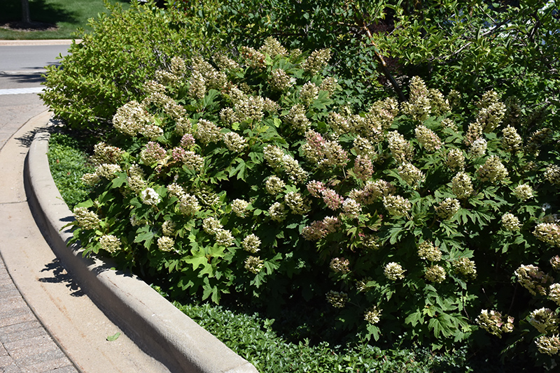 Snow Queen Hydrangea (Hydrangea quercifolia 'Snow Queen') at Plants Unlimited