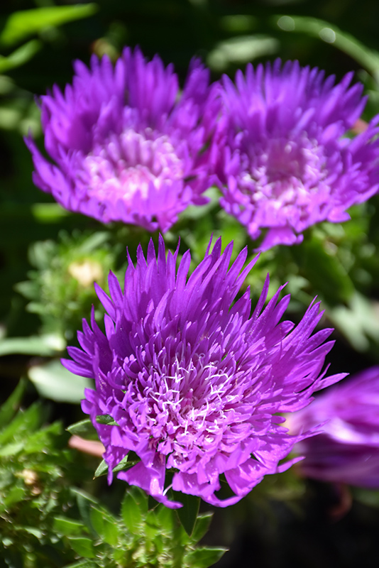 Honeysong Purple Aster (Stokesia laevis 'Honeysong Purple') at Plants Unlimited