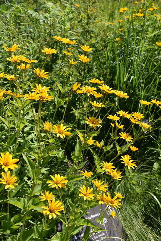 False Sunflower (Heliopsis helianthoides) at Plants Unlimited
