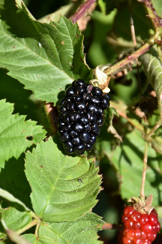 Chester Thornless Blackberry (Rubus 'Chester') at Plants Unlimited