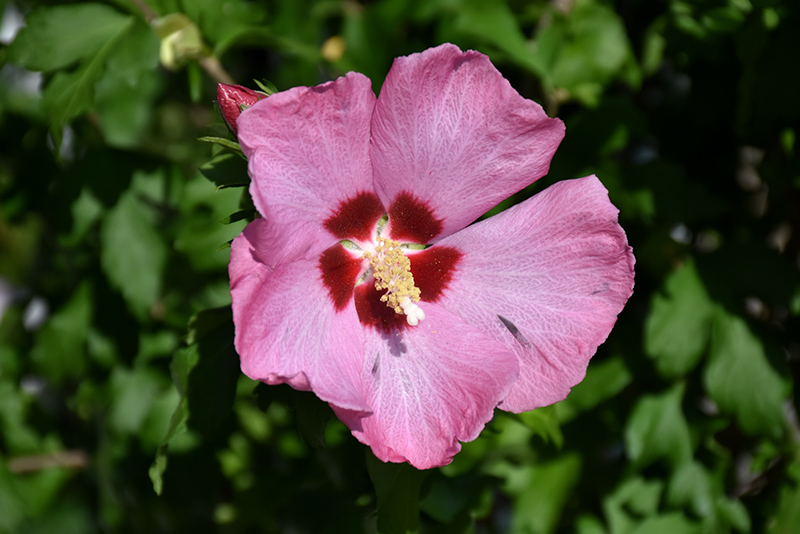 Aphrodite Rose of Sharon (Hibiscus syriacus 'Aphrodite') at Plants Unlimited
