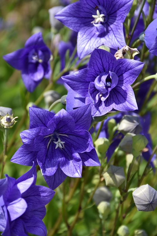 Astra Double Blue Balloon Flower (Platycodon grandiflorus 'Astra Double Blue') at Plants Unlimited