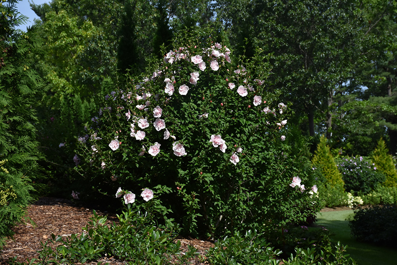 Pink Chiffon Rose of Sharon (Hibiscus syriacus 'JWNWOOD4') at Plants Unlimited