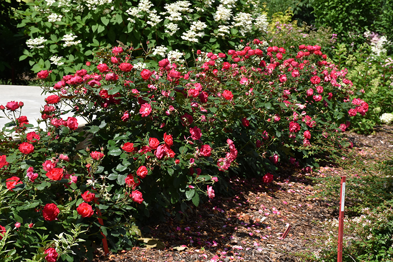 Oso Easy Double Red Rose (Rosa 'Meipeporia') at Plants Unlimited