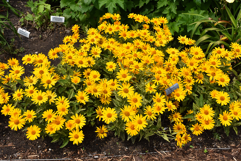 Sunstruck False Sunflower (Heliopsis helianthoides 'Sunstruck') at Plants Unlimited