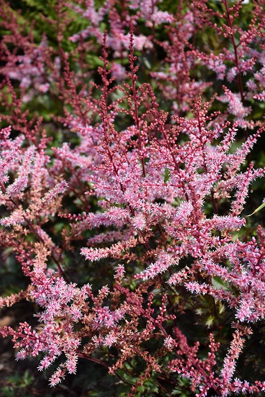 Delft Lace Astilbe (Astilbe 'Delft Lace') at Plants Unlimited