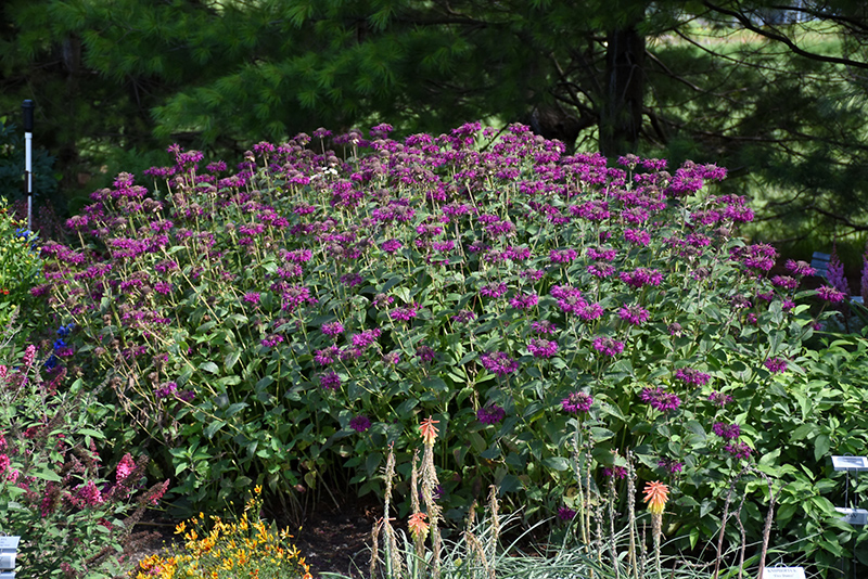 Purple Rooster Beebalm (Monarda 'Purple Rooster') at Plants Unlimited