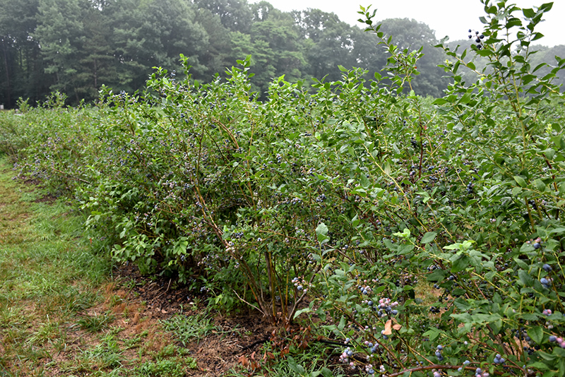 Bluecrop Blueberry (Vaccinium corymbosum 'Bluecrop') at Plants Unlimited