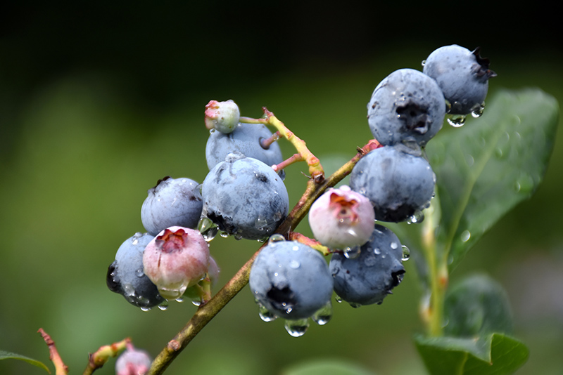 Blueray Blueberry (Vaccinium corymbosum 'Blueray') at Plants Unlimited
